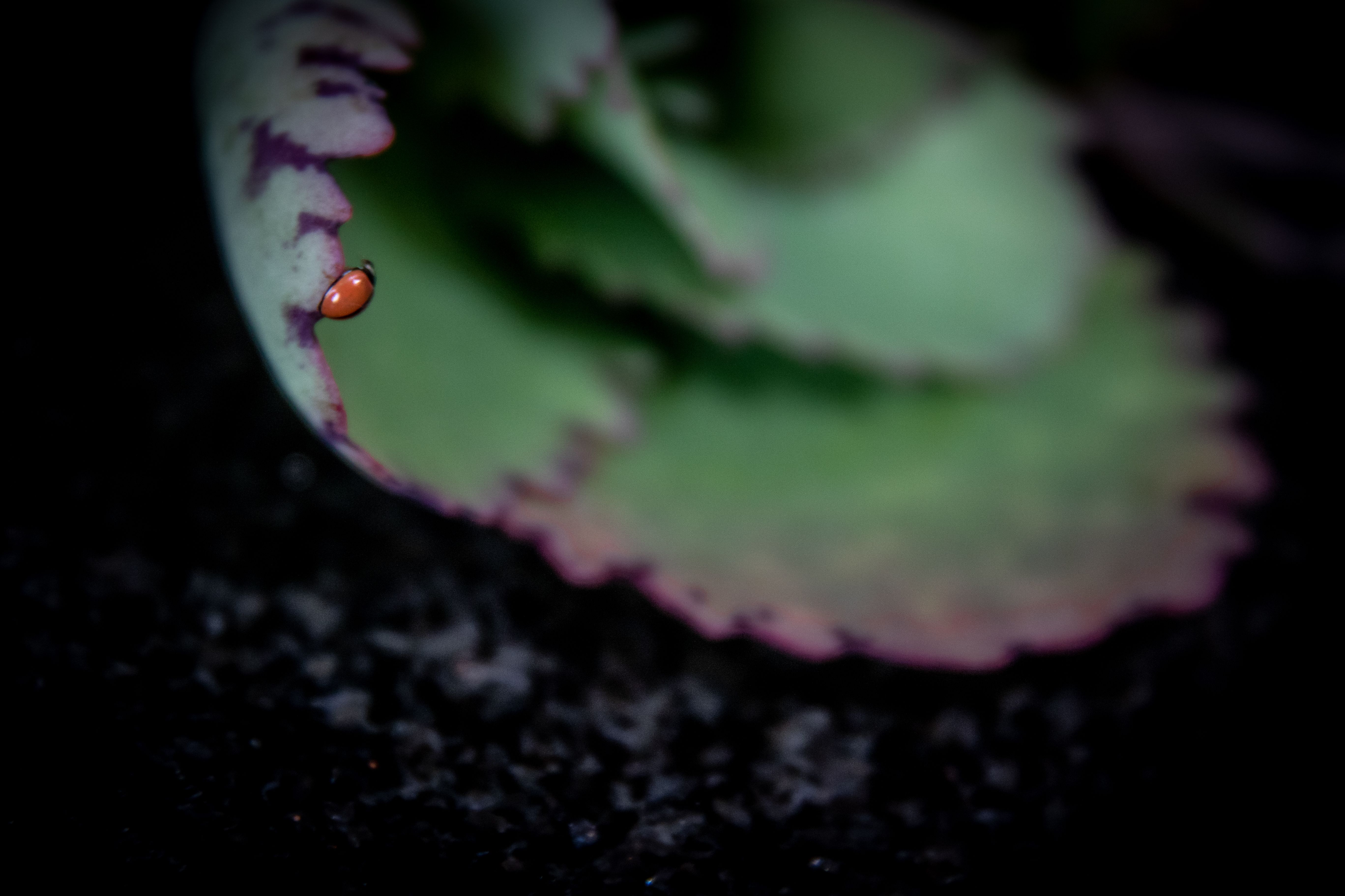 Echt lieveheersbeestje op een groen blad — natuurfoto