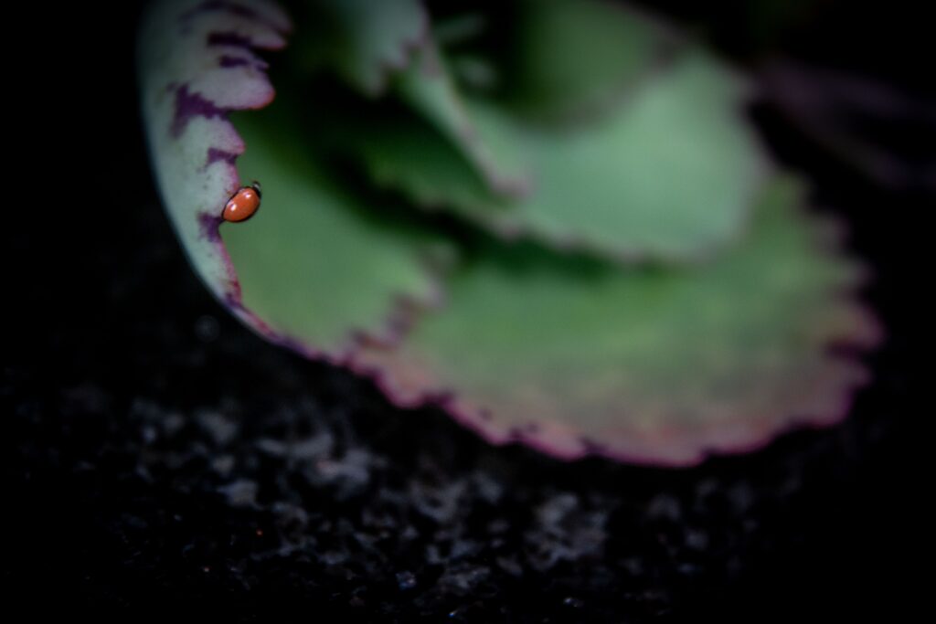 Echt lieveheersbeestje op een groen blad — natuurfoto